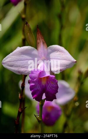 Fleur nationale de Singapour violet et blanc Papilionanthe Miss Joaquim orchidée Banque D'Images