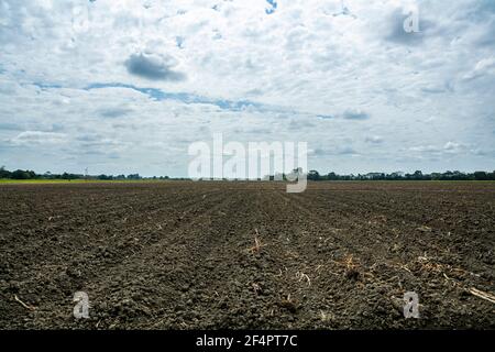 Certaines plantations du Venezuela ne sont plus récoltées en raison de la pénurie de carburant diesel. Banque D'Images