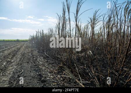 Certaines plantations du Venezuela ne sont plus récoltées en raison de la pénurie de carburant diesel. Banque D'Images