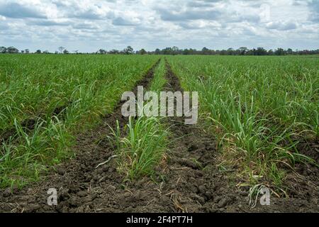 Certaines plantations du Venezuela ne sont plus récoltées en raison de la pénurie de carburant diesel. Banque D'Images