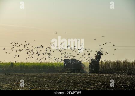 Certaines plantations du Venezuela ne sont plus récoltées en raison de la pénurie de carburant diesel. Banque D'Images