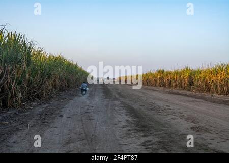 Certaines plantations du Venezuela ne sont plus récoltées en raison de la pénurie de carburant diesel. Banque D'Images