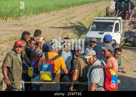 Travailleurs de plantation de canne à sucre. Certaines plantations du Venezuela ne sont plus récoltées en raison de la pénurie de carburant diesel. Banque D'Images