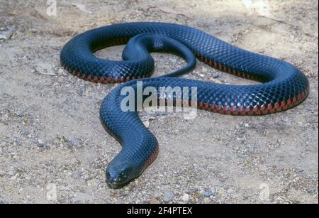 Le serpent noir à ventre rouge ((Pseudechis porphyriacus) est un serpent venimeux indigène en Australie. Aucun décès n'a été enregistré à cause de sa morsure. Banque D'Images