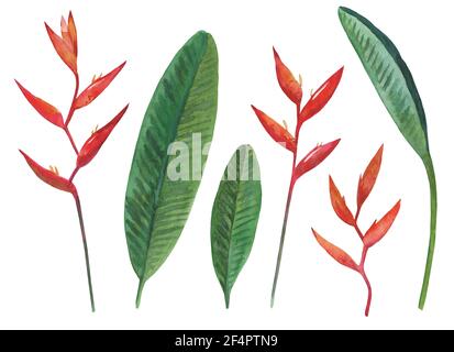 Ensemble de fleurs et de feuilles d'Heliconia peintes à l'aquarelle, isolées sur fond blanc. Illustration botanique tropicale. Banque D'Images