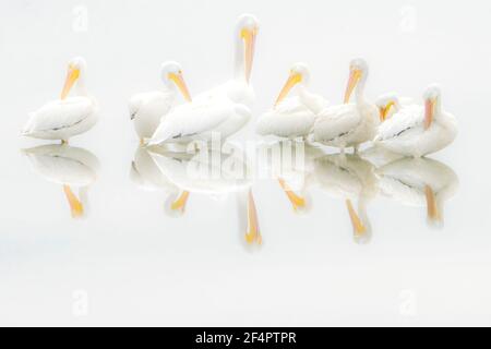 Une gousse de pélicans blancs américains (Pelecanus erythrorhynchos) se reflète dans un étang dans un brouillard matinal intense dans les zones humides de Viera, Floride, États-Unis. Banque D'Images