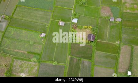 Une cabane pour les agriculteurs à abriter au milieu du riz luxuriant et vert. Un drone aérien a tiré un avion à angle élevé au-dessus de Bali rizières vallée paysage dans Banque D'Images