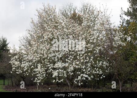 Arbre Magnolia x Soulangeana 'Lennei Alba'. Banque D'Images