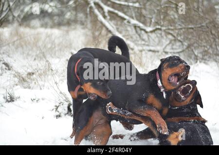 Les jeunes chiens s'ébattent dans la forêt d'hiver du matin. Trois chiots de Rottweiler se battent. chiots de 11 mois. Jeu physique d'animal de compagnie actif Banque D'Images