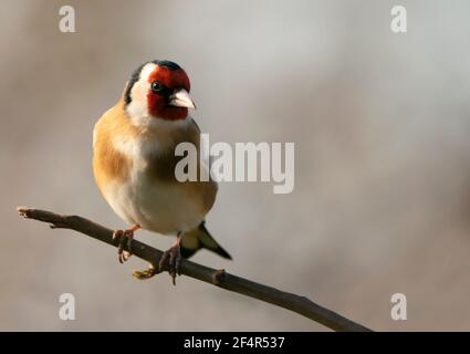 Goldfinch (Carduelis carduelis) perchée, Warwickshire Banque D'Images