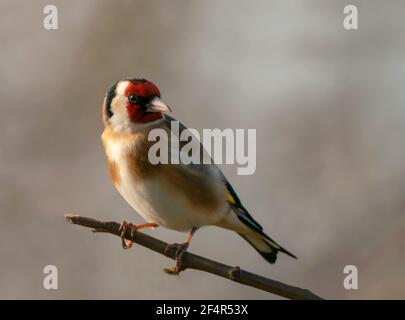 Goldfinch (Carduelis carduelis) perchée, Warwickshire Banque D'Images