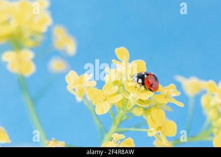 Photo macro d'un petit rouge beau coccinelle assis dessus une fleur sauvage jaune Banque D'Images