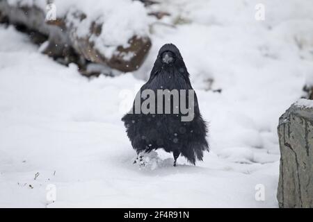 Corbeau - Corvus corax neige dans le Parc National de Yellowstone au Wyoming. USA BI024983 Banque D'Images