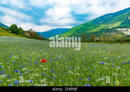 Champ de fleurs de la vallée de la montagne. Pâturage de printemps en Provence, France Banque D'Images