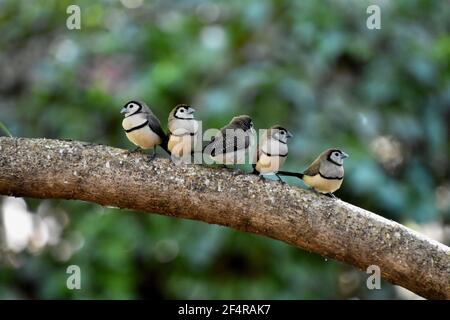 Intrus Banque D'Images