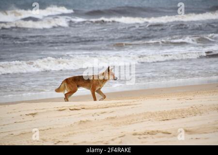 Dingo sur la plage Banque D'Images