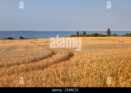 Géographie / Voyage, Danemark, Syddanmark, isle Aero, wheatfield au phare Skjoldnaes à la Baltique , droits-supplémentaires-dégagement-Info-non-disponible Banque D'Images