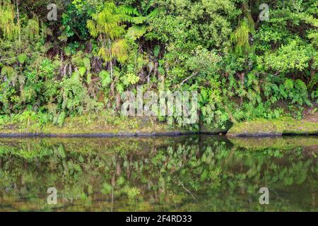 Une rive abrupte dans la forêt indigène de Nouvelle-Zélande. Les fougères et autres plantes qui poussent sur elle se reflètent dans l'eau calme ci-dessous Banque D'Images