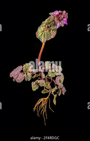 Ortie morte entière avec des fleurs, des feuilles et des racines isolées sur le noir Banque D'Images