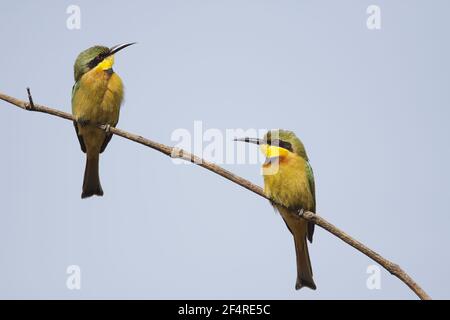 Little Bee-eater - Merops pusillus pusillus paire Gambie, Afrique de l'Ouest BI025046 Banque D'Images