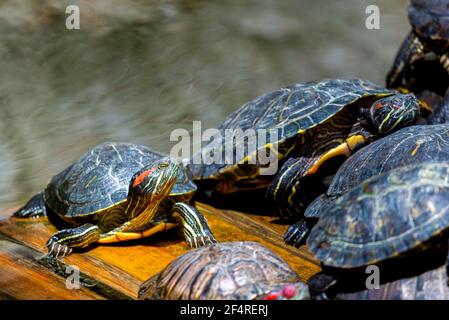 Groupe de curseurs à oreilles rouges ou Trachemys scripta elegans dans le pool. Des dizaines de tortues coulissantes à ventre jaune bronzant sur une surface en bois. Banque D'Images