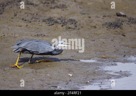 Western Reef Heron - la chasse dans les mangroves Ardea gularis Gambie, Afrique de l'Ouest BI025215 Banque D'Images