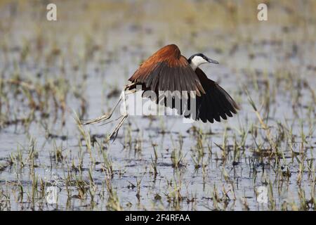 African Jacana - Actophilornis africanus vol en Gambie, Afrique de l'Ouest BI025264 Banque D'Images