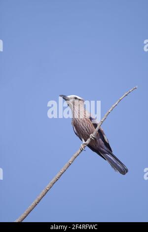 Rouleau de pourpre (aka le rouleau à couronne) Coracias naevius Gambie, Afrique de l'Ouest BI025430 Banque D'Images