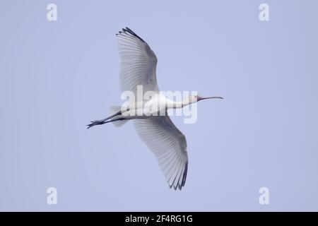 Spatule d'Afrique Platalea alba vol - Gambie, Afrique de l'Ouest BI025449 Banque D'Images