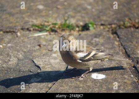 une femelle de chaffinch se nourrissant sous une table d'oiseau en bois Banque D'Images