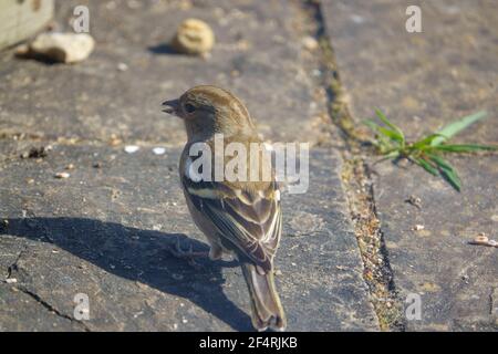 une femelle de chaffinch se nourrissant sous une table d'oiseau en bois Banque D'Images