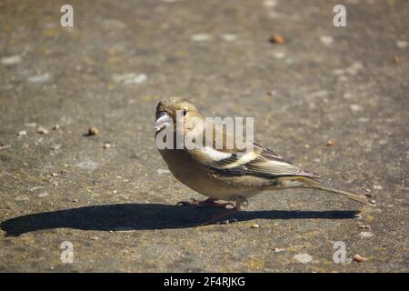 une femelle de chaffinch se nourrissant sous une table d'oiseau en bois Banque D'Images