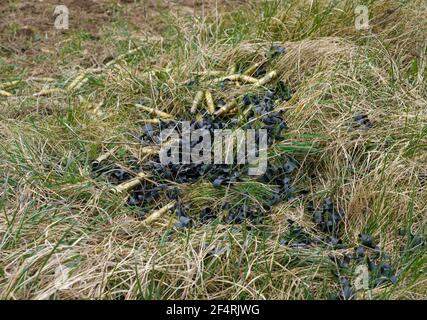 Une collection d'enveloppes de balles de soldat de l'Armée de terre usagée à un point de sniper après un exercice militaire Banque D'Images