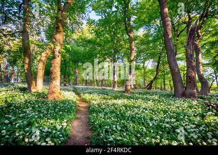 Geen forest à l'ail sauvage au coucher du soleil, la Slovaquie Banque D'Images