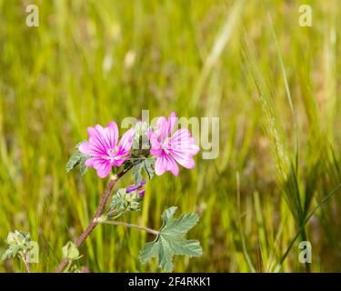 La beauté dans la nature. Copier l'espace. Fleur sauvage rose dans la prairie en pleine fleur. Image de stock. Banque D'Images