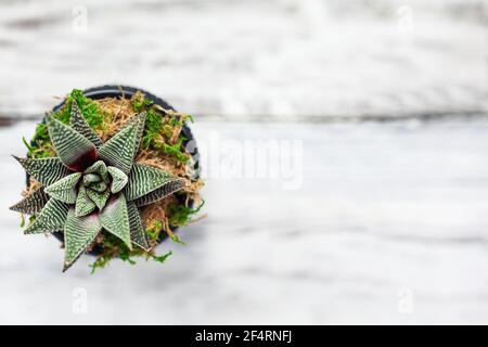 Maison Haworthiopsis attenuata ou Zebra Haworthia succulent avec des bandes blanches brillantes tiré de la position de platlay. Banque D'Images