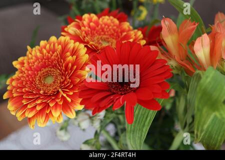 Bouquet de gerberas et autres fleurs. Banque D'Images