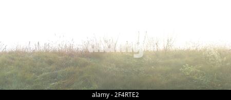 Collines herbeuses dans un brouillard dense de près Banque D'Images