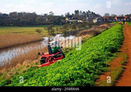 L'Agence de l'environnement coupe la végétation et maintient le mur de mer et le chemin de la côte de Norfolk à Burnham Overy Staithe, Norfolk, Angleterre, Royaume-Uni. Banque D'Images