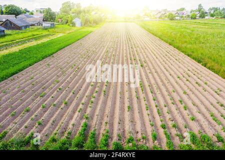 Labourer des sillons de terre pour planter des plantes agronomiques dans la campagne loin d'un village résidentiel sur une colline, vue aérienne d'en haut Banque D'Images