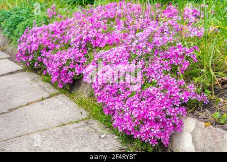 Phlox subulata ( phlox rampant, phlox de mousse, rose de mousse ou phlox de montagne ) est une plante à fleurs de la famille des Polemoniaceae, à environ 13cm de hauteur au plus Banque D'Images