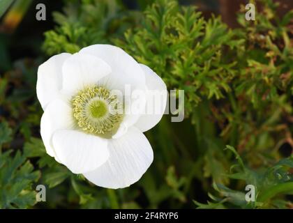 De belles fleurs d'anémone blanches prises de dessus foyer sélectif gros plan. Arrière-plan de feuillage vert pour l'utilisation d'un espace de copie et de superposition de texte Banque D'Images