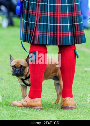 Homme portant un kilt avec un chien de taureau français aux Jeux des Highlands de Balloter, Aberdeenshire. Banque D'Images