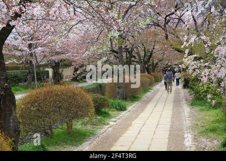 KYOTO, JAPON - 16 AVRIL 2012 : les gens visitent la promenade du philosophe (ou le chemin du philosophe) à Kyoto, au Japon. Le sentier bordé de cerisiers en fleurs est un grand JAPA Banque D'Images