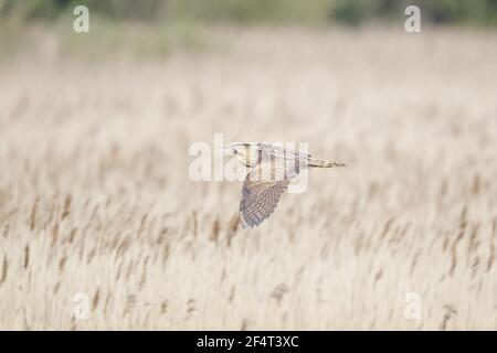 Petit Blongios - survolant roselière Botaurus stellaris réserve RSPB Minsmere Suffolk, UK BI025844 Banque D'Images