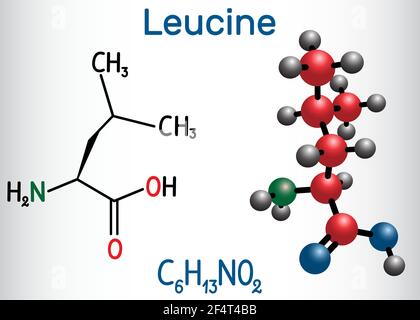 Molécule de leucine ( L- leucine, Leu, L). C'est un acide aminé essentiel. Formule chimique structurelle et modèle moléculaire Illustration de Vecteur