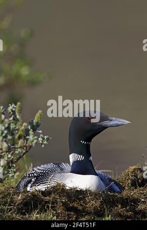 La Great Northern Diver - sur son nid Gavia immer Islande BI025867 Banque D'Images