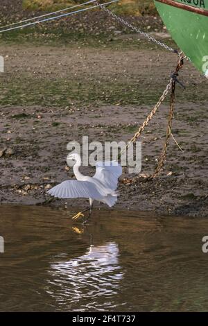 Un peu Egret - Egretta garzetta - débarquant sur la rive de la rivière Gannel à Newquay, en Cornouailles. Banque D'Images