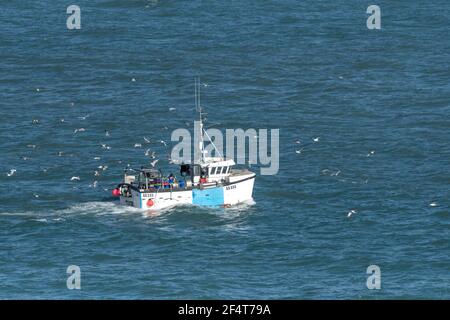 Un troupeau de mouettes suivant le bateau de pêche trois Jays SS333 alors qu'elle retourne au port de Newquay, dans les Cornouailles. Banque D'Images