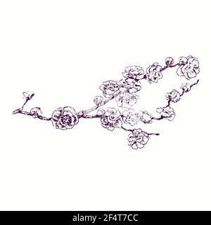 Branche de cerisiers en fleurs.Dessin d'une boisée noire et blanche en forme de boisée Banque D'Images